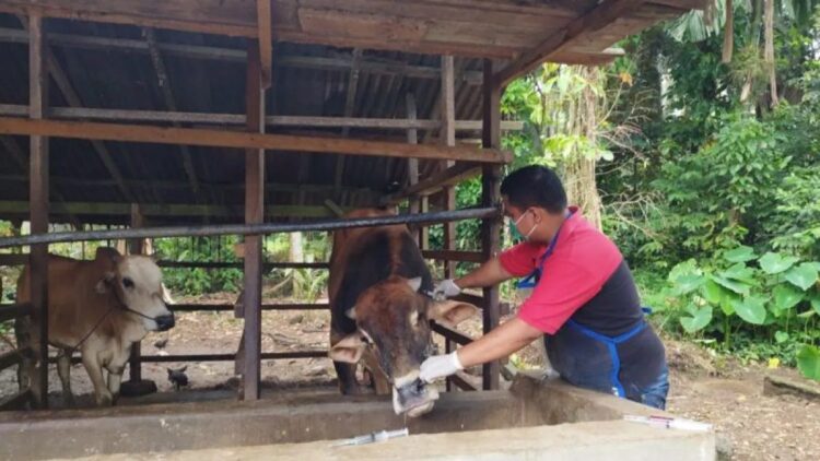 Petugas memeriksa kesehatan ternak yang diduga terjangkit PMK di Pariaman, Sumbar. Antara/HO-DPPP Kota Pariaman
