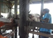 Pemko Pariaman Distribusikan 100 Dosis Vaksin PMK, Peternak Diminta Tetap Waspada