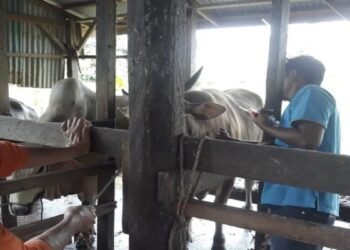 Pemko Pariaman Distribusikan 100 Dosis Vaksin PMK, Peternak Diminta Tetap Waspada