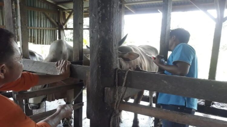 Petugas kesehatan hewan Dinas Pertanian Pangan dan Perikanan Kota Pariaman Sumbar memberikan vaksin PMK kepada sapi di daerah itu. Antara/HO-Diskominfo Pariaman