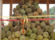 Musim Durian Tingkatkan Intensitas Sampah di Padang hingga 130 Persen