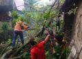 Evakuasi pohon tumbang oleh BPBD Padang. (dok. istimewa)