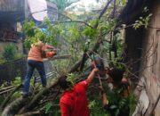 Cuaca Ekstrem Sebabkan Pohon Tumbang di Indarung, Satu Rumah Ditimpa