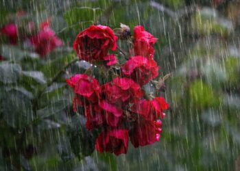 ilustrasi hujan deras. (dok. pixabay)