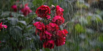 ilustrasi hujan deras. (dok. pixabay)