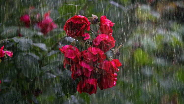 BMKG Prediksi Hujan Sedang di Kota Padang pada Lebaran Kedua 1 ilustrasi hujan deras. (dok. pixabay)