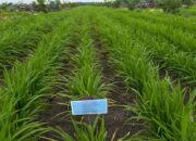 100 Hari Prabowo Gibran, Progres Program Tanam Padi PTPN Tumbuh Subur dan Potensi Tambah Pendapatan Petani Sawit