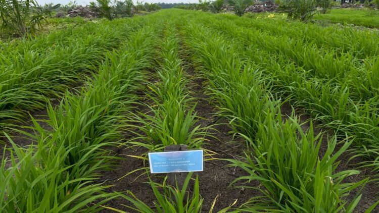 Padi gogo yang ditanam tumpang sari di areal peremajaan sawit rakyat binaan PTPN IV PalmCo di Riau akhir tahun lalu tumbuh subur dan siap panen perdana dalam beberapa bulan kedepan. 20’Hektar yang telah tertanam berpotensi menghasilkan 50 ton gabah kering dengan potensi pendapatan Rp 250 juta bagi kelompok petani.