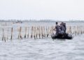 Pembongkaran pagar laut di perairan Tangerang, Banten yang menjadi polemik saat ini. (dok. istimewa)