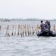 Pembongkaran pagar laut di perairan Tangerang, Banten yang menjadi polemik saat ini. (dok. istimewa)