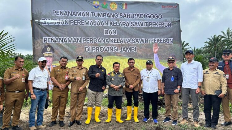 PTPN IV Regional 4, Tanam Padi Gogo Tumpang Sari Kelapa Sawit di Lahan PSR 1 Penanaman tumpang sari padi gogo di lahan peremajaan kelapa sawit PTPN VI Regional 4. (dok. istimewa)