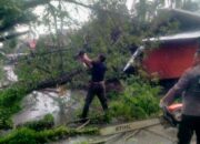 Waspada Cuaca Ekstrem, 24 Ribu Pohon Pelindung di Padang Mengancam