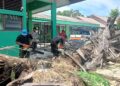 BPBD Padang Bersihkan Material Pohon Tumbang Timpa Pagar SMP Negeri 21 Padang 6 Personil BPBD Padang membersihkan material pohon tumbang yang menimpa pagar SMPN 21 Padang. (dok. Humas)