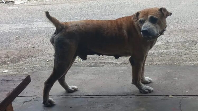 Dinas Peternakan Sumbar Imbau Porbi Lakukan Vaksinasi Rutin pada Anjing untuk Cegah Rabies 1 Ilustrasi seekor anjing milik masyarakat saat dilepasliarkan tanpa tali pengikat. ANTARA/HO-Istimewa.