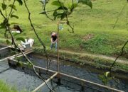 Dinas Perikanan Pasaman Barat Selesaikan Rehabilitasi Kolam BBI, Targetkan 500 Ribu Benih Nila 2025