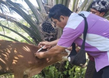 PMK Serang Sapi di Pasaman, 8 Ekor Sembuh, 2 Terpaksa Disembelih