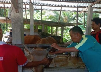 Pemkab Pasaman Barat Vaksinasi 1.800 Sapi Cegah Penyebaran PMK