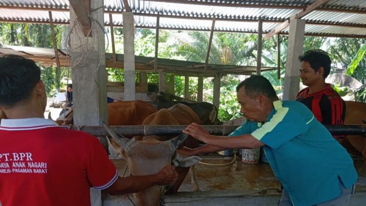 Petugas Dinas Perkebunan dan Peternakan Pasaman Barat saat memberikan vaksin kepada hewan ternak sapi dalam upaya mengantisipasi penyakit mulut dan kuku. (ANTARA/HO-Dinas Perkebunan dan Peternakan)