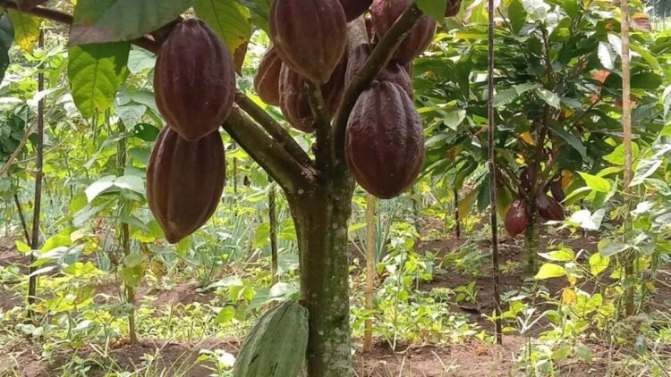 Tanaman kakao milik petani Hadi Irpandi (28) asal Nagari Panti Selatan, Kecamatan Panti, Kabupaten Pasaman, Rabu(19/2/2025). ANTARA/Heri Sumarno.