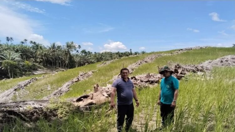 Lahan kelapa sawit yang baru diremajakan di Kabupaten Pasaman Barat. ANTARA/Altas Maulana