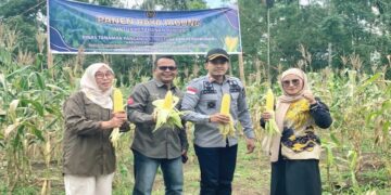 Lapas Suliki Panen Raya Jagung 1 Ton, Hasil Kerja Sama dengan Napi 8 Lapas Suliki Panen Raya Jagung 1 Ton, Hasil Kerja Sama dengan Napi