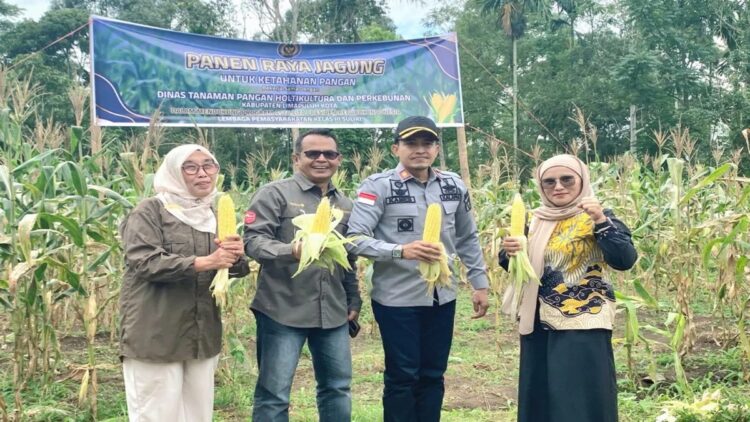 Lapas Suliki melakukan panen raya 1 ton jagung yang ditanam para napi. (Foto: Ist)