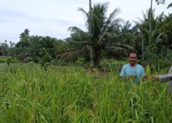 Pemkab Pasaman Barat Siapkan Cadangan Beras 41.404 Ton untuk Antisipasi Kelangkaan dan Bencana Alam