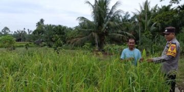 Pemkab Pasaman Barat Siapkan Cadangan Beras 41.404 Ton untuk Antisipasi Kelangkaan dan Bencana Alam 8 Pemkab Pasaman Barat Siapkan Cadangan Beras 41.404 Ton untuk Antisipasi Kelangkaan dan Bencana Alam