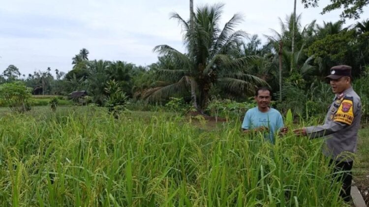 Salah satu tanaman padi milik masyarakat yang ada di Kabupaten Pasaman Barat. (ANTARA/Altas Maulana).