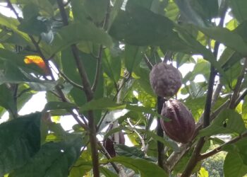 Produksi Kakao di Pasaman Meningkat, Petani Manfaatkan Harga Tinggi untuk Perluas Tanaman