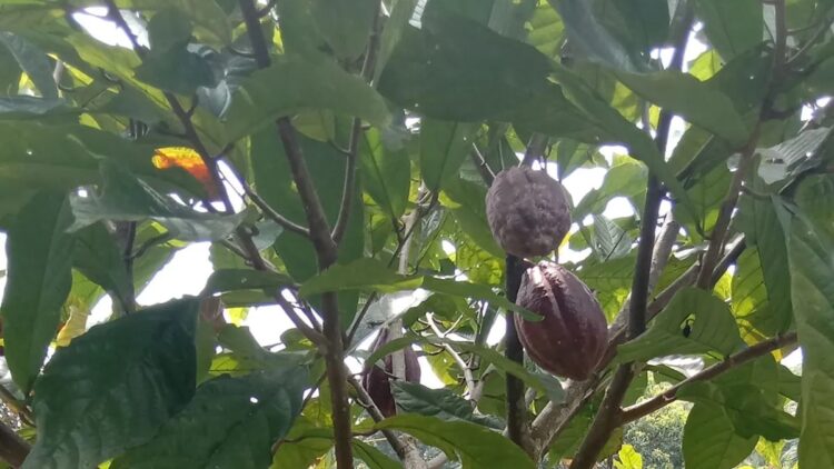 Produksi Kakao di Pasaman Meningkat, Petani Manfaatkan Harga Tinggi untuk Perluas Tanaman 1 Tanaman kakao milik petani Hadi Irpandi (28) asal Nagari Panti Selatan, Kecamatan Panti, Kabupaten Pasaman, Sabtu (15/2/2025).ANTARA/Heri Sumarno