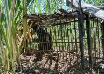 Beruang Madu Cari Anak di Permukiman Warga Agam, BKSDA Sumbar Turunkan Tim Penanganan