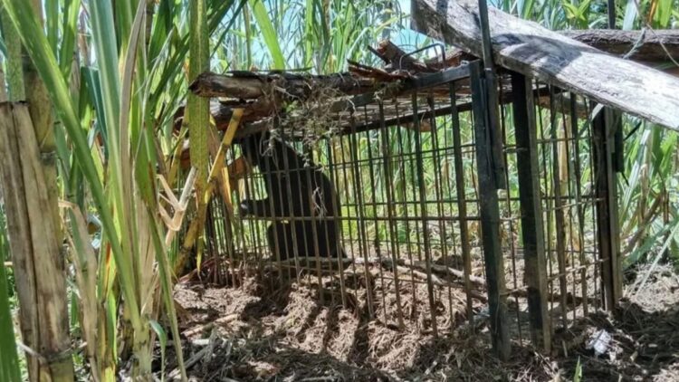 Beruang Madu Cari Anak di Permukiman Warga Agam, BKSDA Sumbar Turunkan Tim Penanganan 1 Seekor beruang madu masuk kandang jebak BKSDA Sumbar beberapa tahun lalu di Matur, Kabupaten Agam. Dok Antara/Yusrizal