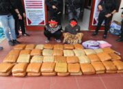 Polisi Tangkap Dua Kurir Narkoba Bawa 74 Kg Ganja di Sumbar, Jaringan Antar Provinsi Terungkap