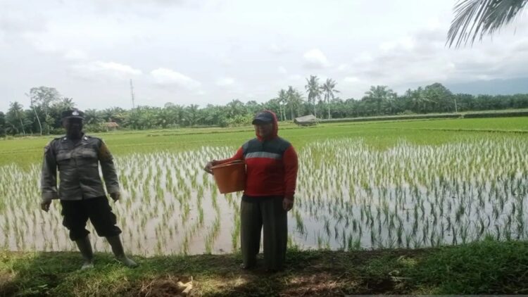 Ketersediaan Pangan di Pasaman Barat jelang Ramadhan 2025 Cukup 1 Hamparan sawah milik salah satu warga di Kabupaten Pasaman Barat. (ANTARA/Altas Maulana).
