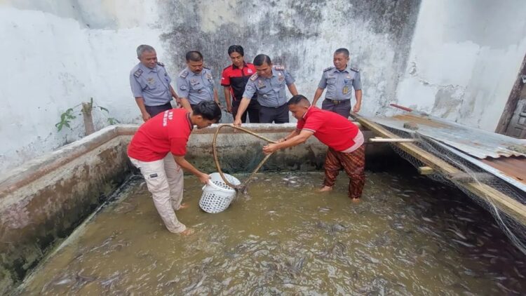 Rutan Lubuk Sikaping Kembangkan Budidaya Lele untuk Kewirausahaan dan Ketahanan Pangan 1 Kepala Rutan Kelas IIB Lubuk Sikaping Resman Hanafi saat melakukan proses panen budidaya ikan lele bersama warga binaan, Rabu (19/2/2025).ANTARA/Heri Sumarno