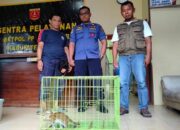 Anak Kucing Hutan Ditemukan di Lubuk Basung Diserahkan ke BKSDA Sumbar