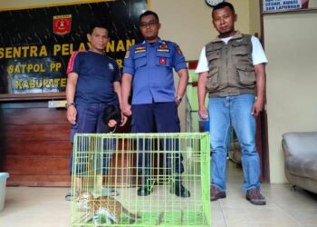 Anak Kucing Hutan Ditemukan di Lubuk Basung Diserahkan ke BKSDA Sumbar