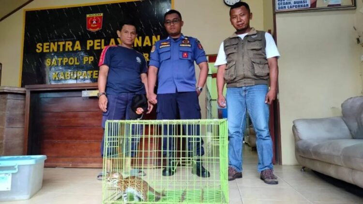 Kepala Resor Konservasi Wilayah II Maninjau BKSDA Sumbar Ade Putra menerima seekor anak kucing hutan dari petugas Damkar Agam, Minggu (23/2). Dok Antara/Yusrizal