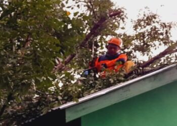 Angin Kencang Sebabkan Pohon Tumbang di Lubuk Basung, BPBD Agam Kerahkan Satgas untuk Pembersihan 8 Angin Kencang Sebabkan Pohon Tumbang di Lubuk Basung, BPBD Agam Kerahkan Satgas untuk Pembersihan