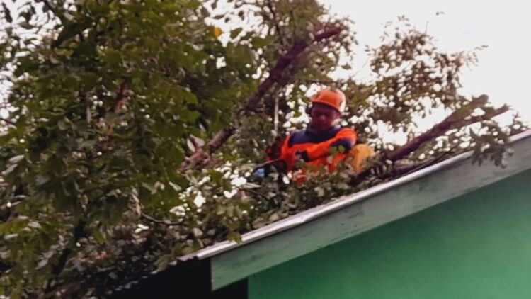 Satgas BPBD Agam sedang membersihkan material pohon tumbang mengenai rumah warga Lubuk Basung, Selasa (25/2). Dok HO/BPBD Agam