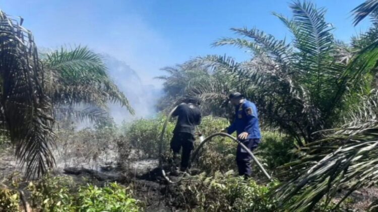 Tim Gabungan Padamkan Kebakaran 8 Hektare Lahan Sawit di Agam 1 Petugas Damkar Satpol PP Damkar Agam sedang memadamkan api membakar lahan perkebunan kelapa sawit. Dok HO/Satpol PP Damkar Agam