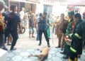 Anjing Liar Masuk Rumah dan Gigit Anak 11 Tahun di Padang, Akhirnya Mati Tersengat Listrik 3 Petugas Damkar Padang berhasil menangkap anjing liar yang menggigit bocah 11 tahun. (dok. istimewa)