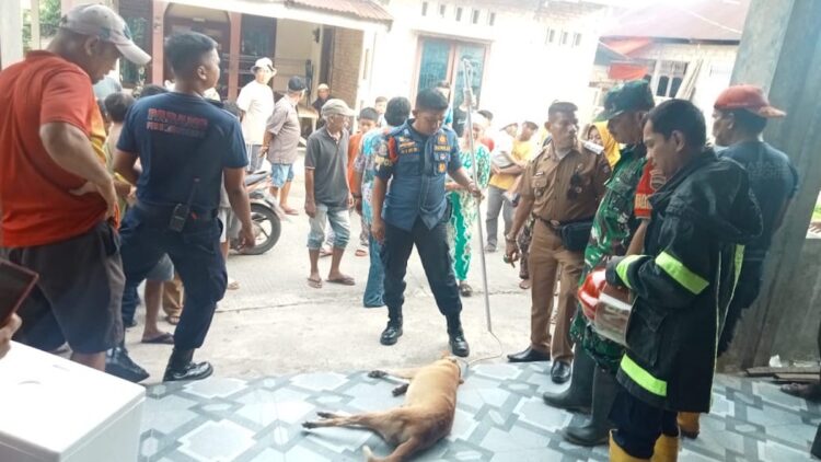 Anjing Liar Masuk Rumah dan Gigit Anak 11 Tahun di Padang, Akhirnya Mati Tersengat Listrik 1 Petugas Damkar Padang berhasil menangkap anjing liar yang menggigit bocah 11 tahun. (dok. istimewa)