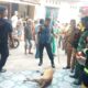 Petugas Damkar Padang berhasil menangkap anjing liar yang menggigit bocah 11 tahun. (dok. istimewa)