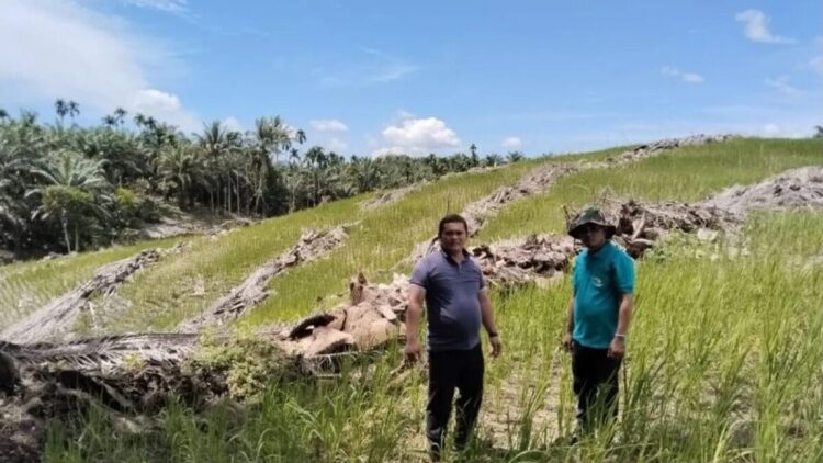 Lahan kelapa sawit yang baru di remajakan (replanting) di Kabupaten Pasaman Barat. (ANTARA/HO-Dinas Perkebunan dan Peternakan).