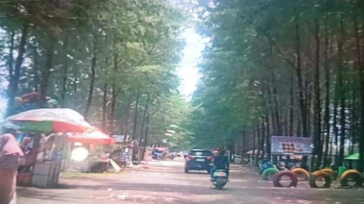 Objek wisata pohon seribu Pantai Sasak Kabupaten Pasaman Barat. (ANTARA/Altas Maulana).