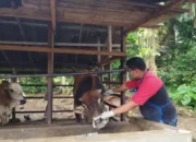 Pemko Pariaman Awasi Pemotongan Ternak Jamin Keamanan Pangan Lebaran