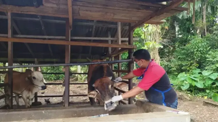 Ilustrasi - Petugas dari Dinas Pertanian Pangan dan Perikanan Kota Pariaman, Sumbar memeriksa kesehatan hewan. Antara/HO-DPPP Kota Pariaman