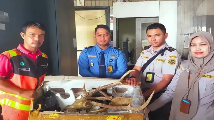 Petugas menunjukkan tengkorak rusa tanpa dokumen resmi yang akan dikirim melalui Bandara Internasional Minangkabau, Kabupaten Padang Pariaman, Kamis (27/3/2025). ANTARA/HO-Humas BKHIT Sumbar